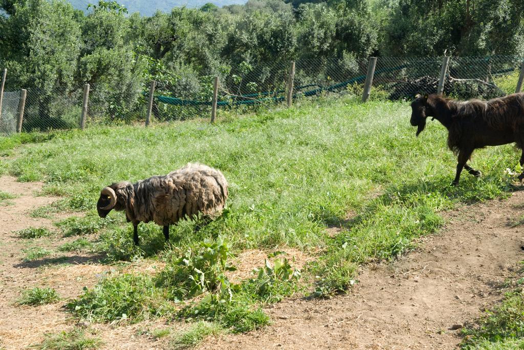 Agriturismo I Fornari Stella Cilento المظهر الخارجي الصورة