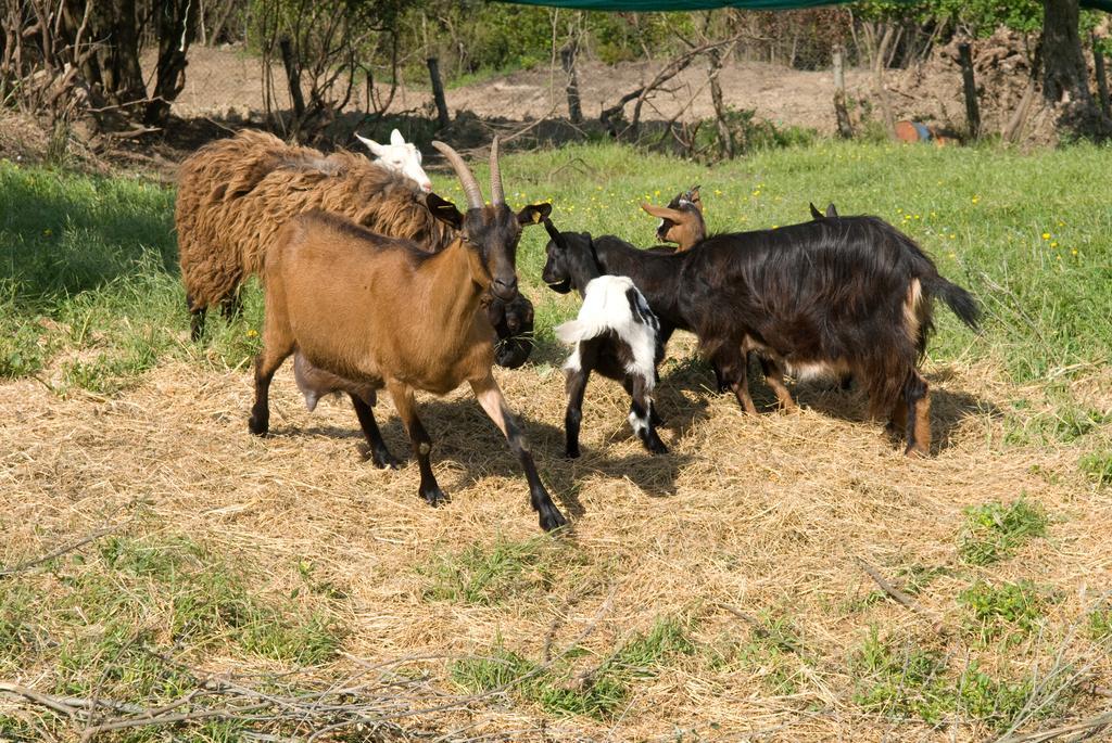 Agriturismo I Fornari Stella Cilento المظهر الخارجي الصورة