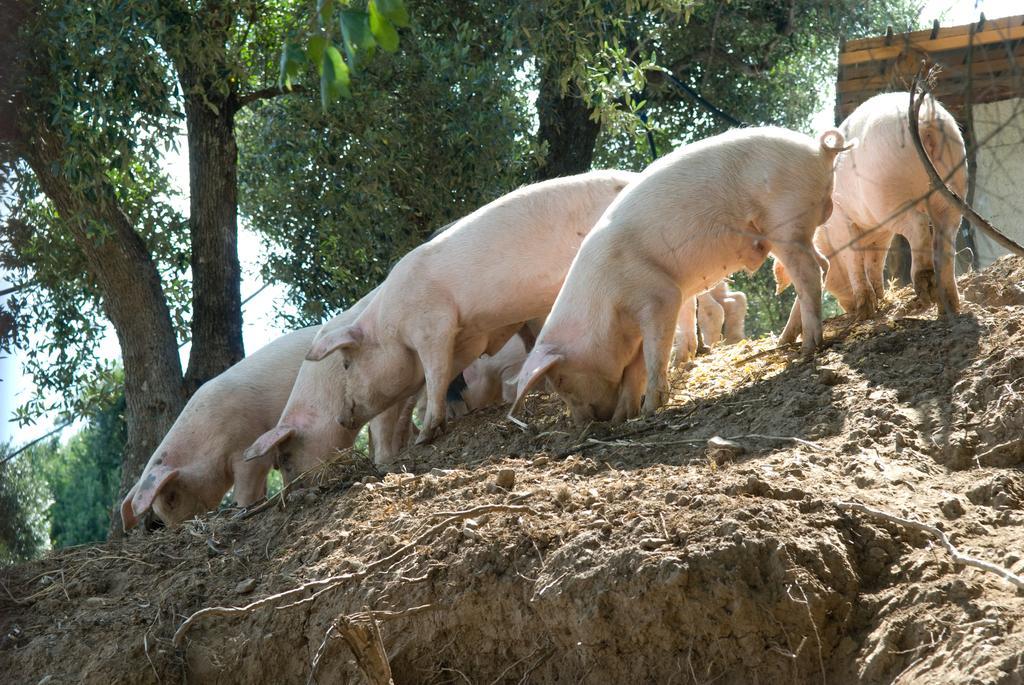 Agriturismo I Fornari Stella Cilento المظهر الخارجي الصورة