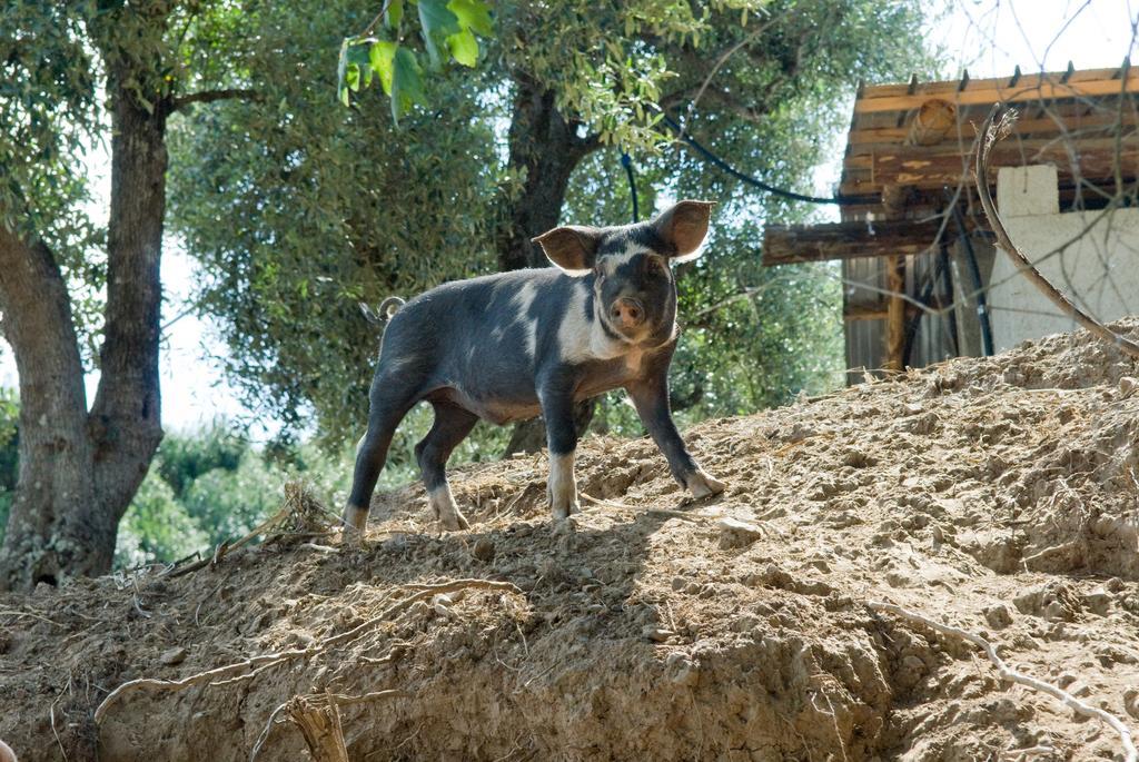 Agriturismo I Fornari Stella Cilento المظهر الخارجي الصورة