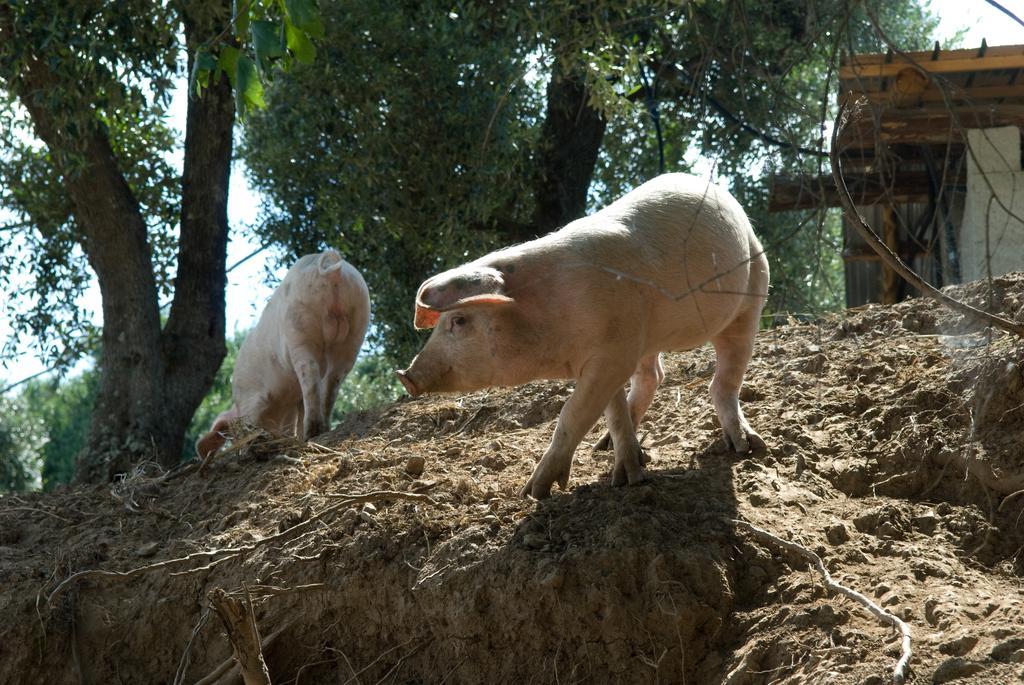 Agriturismo I Fornari Stella Cilento المظهر الخارجي الصورة